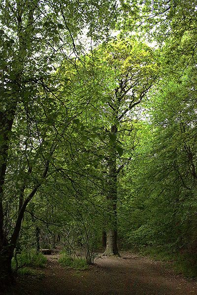 Swithland Ancient Woodland