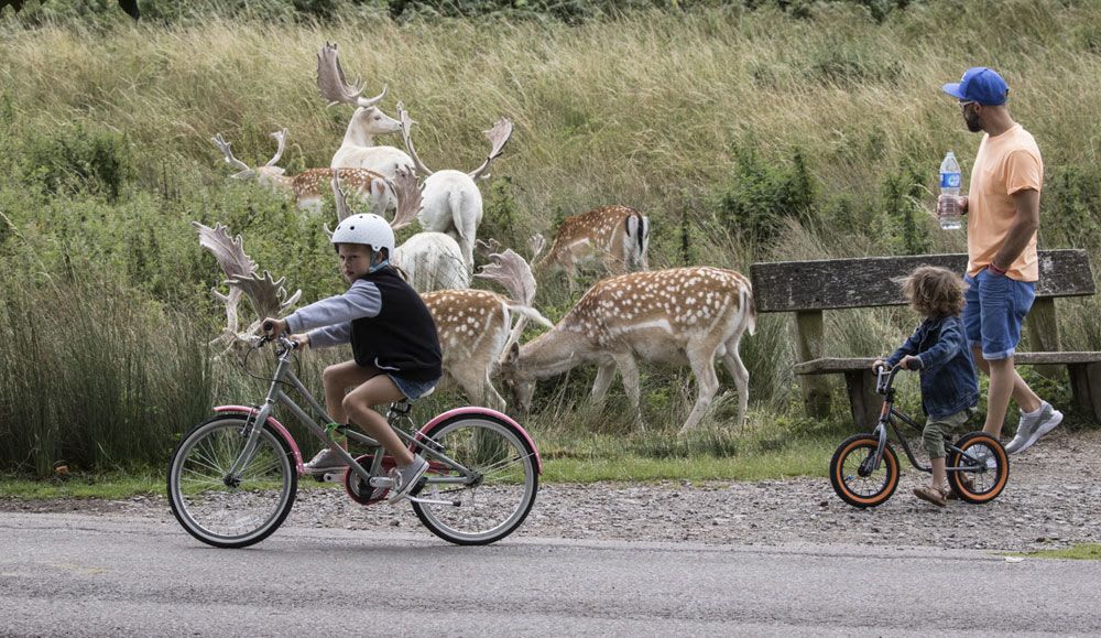 A young family visiting Bradgate Park with Children on bikes
