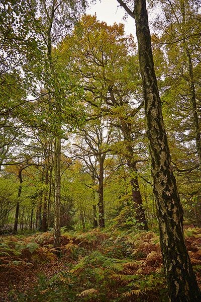 Tree Species in Swithland Wood